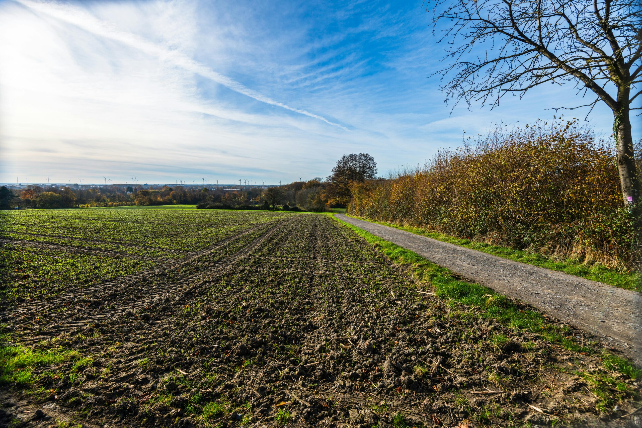 Home A serene autumn countryside scene with a dirt path and fields under a bright blue sky.