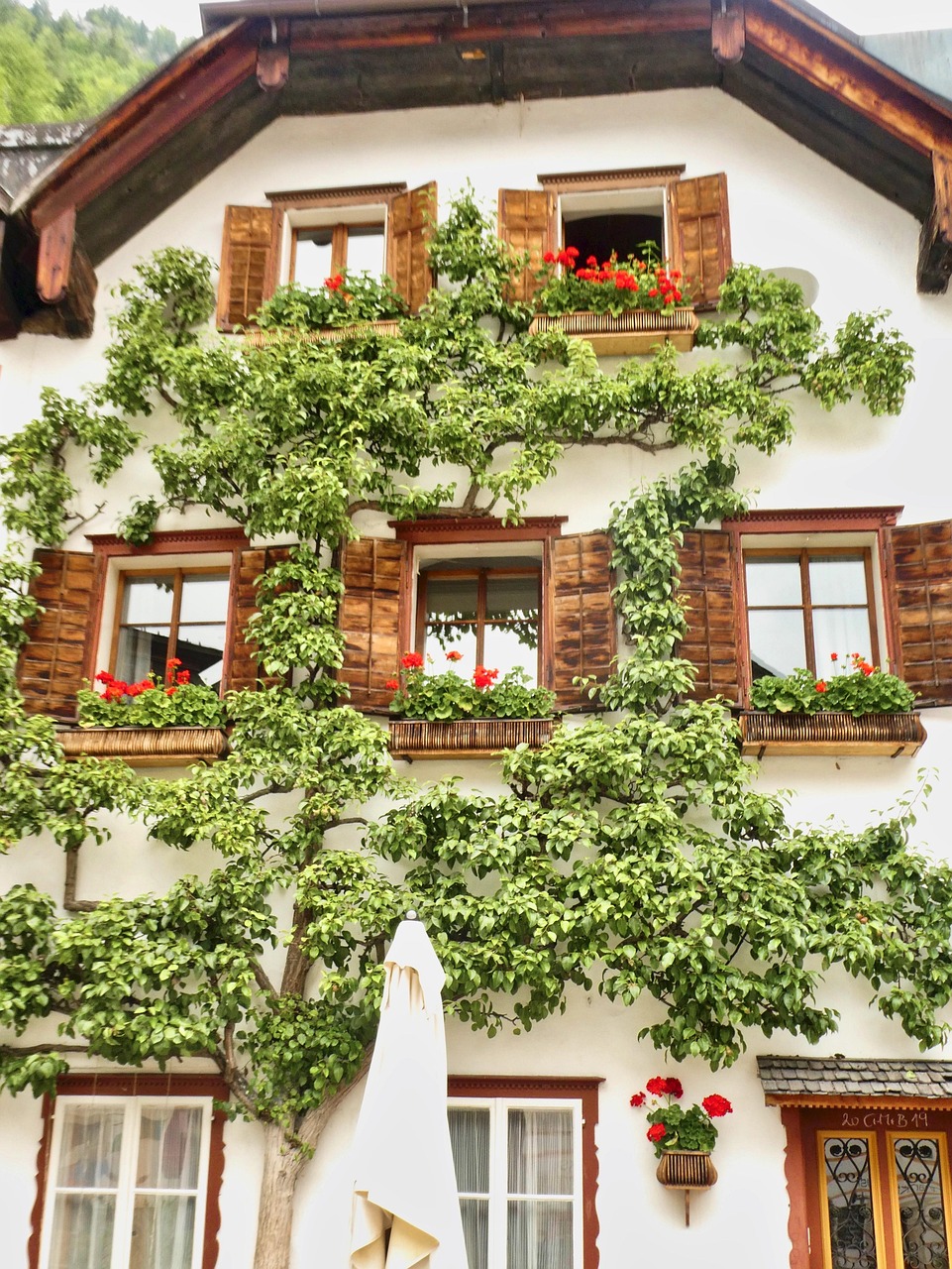 espalier, facade, building, decoration, farmhouse